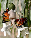 MAY GIBBS X TARA TREASURES - GUMNUT BABY & BUTTERFLY COT MOBILE